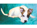 Adopt DayDay K83 1/8/24 a White Shepherd (Unknown Type) / Mixed dog in San