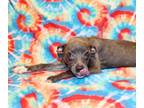 Adopt Gabriela K88 1-25-24 a Merle American Pit Bull Terrier / Mixed Breed