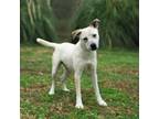 Adopt Hunter a White Australian Cattle Dog / Mixed Breed (Medium) / Mixed (short