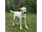 Adopt Hunter a White Australian Cattle Dog / Mixed Breed (Large) / Mixed dog in