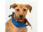 Adopt Otis a Brown/Chocolate Mixed Breed (Large) / Mixed dog in Tyler
