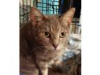 Adopt Kennedy a Domestic Shorthair cat in Havertown, PA (40854756)