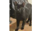 Adopt Sam a Domestic Shorthair cat in Havertown, PA (40854714)