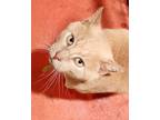 Adopt Creampuff a Domestic Shorthair cat in Havertown, PA (40854713)