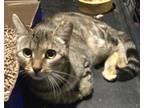 Adopt Angie a Domestic Shorthair cat in Havertown, PA (40854708)