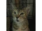 Adopt Alyce a Domestic Shorthair cat in Havertown, PA (40854707)