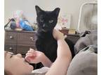 Adopt Allura a Black (Mostly) Domestic Shorthair cat in Havertown, PA (40854690)