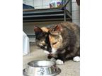 Adopt Tortellini a Domestic Mediumhair cat in Havertown, PA (40854689)