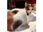Adopt Friday a Domestic Shorthair cat in Havertown, PA (40854711)