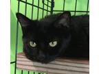 Adopt Pepsi a Domestic Mediumhair cat in Havertown, PA (40854680)