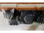 Adopt Daisy (Hunter) a Brown or Chocolate (Mostly) Domestic Shorthair cat in