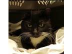 Adopt Sylvester a Domestic Shorthair cat in Havertown, PA (40854677)