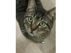 Adopt Tiger a Domestic Shorthair cat in Havertown, PA (40854673)