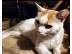Adopt Snowy a Domestic Mediumhair cat in Havertown, PA (40854670)