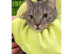 Adopt Blue a Domestic Shorthair cat in Havertown, PA (40854669)