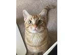 Adopt Simba a Orange or Red American Shorthair / Mixed (short coat) cat in San