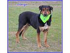 Adopt George a Black - with Brown, Red, Golden, Orange or Chestnut Australian