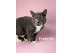 Adopt Puddin' Pie a Domestic Shorthair / Mixed (short coat) cat in Carthage