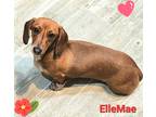 Adopt ElleMae a Red/Golden/Orange/Chestnut - with White Dachshund / Mixed dog in