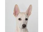 Adopt Cady a Tan/Yellow/Fawn - with White Jindo / Retriever (Unknown Type) /