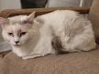Adopt Ariel a Calico or Dilute Calico Domestic Mediumhair (medium coat) cat in