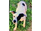 Adopt Wiggles a White - with Black Border Collie / American Pit Bull Terrier /