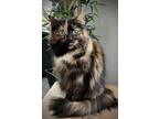 Adopt Lilly a Tortoiseshell Domestic Longhair (long coat) cat in Grand Rapids