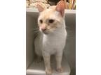 Adopt Chester a Cream or Ivory Siamese (medium coat) cat in West Hills