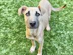 Adopt Adopt me a Tan/Yellow/Fawn - with Black German Shepherd Dog / Mixed dog in