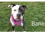 Adopt BANE a Black Pit Bull Terrier / Mixed dog in Diamond Springs