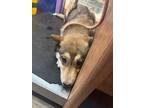 Adopt 55406784 a Tan/Yellow/Fawn Border Terrier / Mixed dog in El Paso