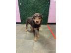 Adopt 55407219 a Brown/Chocolate Shepherd (Unknown Type) / Mixed dog in El Paso