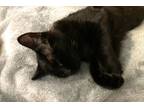Adopt Missy a All Black Domestic Shorthair (short coat) cat in Silverton