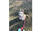 Adopt Honey a Tan/Yellow/Fawn - with White Husky / Mixed dog in El Paso