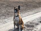Adopt Mack a Tan/Yellow/Fawn - with Black German Shepherd Dog / Mixed dog in