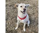 Adopt Ruby a White - with Tan, Yellow or Fawn Jindo / Mixed dog in Calgary