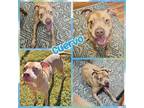 Adopt Cuervo a Merle Catahoula Leopard Dog / Pit Bull Terrier / Mixed dog in
