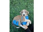 Adopt 55406056 a Gray/Blue/Silver/Salt & Pepper Pit Bull Terrier / Mixed dog in