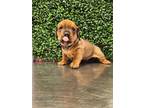 Adopt caguama a Brown/Chocolate Boxer / Mixed dog in El Paso, TX (40852911)