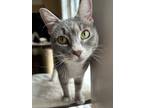 Adopt Willow a Gray, Blue or Silver Tabby Domestic Shorthair (short coat) cat in