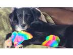 Adopt Estee a Black - with White Border Collie / Mixed dog in Prosper