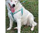 Adopt EM Hope a White Collie / Mixed dog in Chicago, IL (40852759)