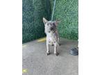 Adopt Toto* a Gray/Blue/Silver/Salt & Pepper Cairn Terrier / Mixed dog in El