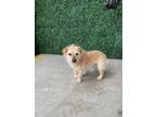 Adopt Shaggy* a Tan/Yellow/Fawn Norfolk Terrier / Mixed dog in El Paso