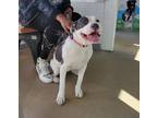 Adopt Penelope a White Border Terrier / Mixed dog in Alexandria, VA (40847819)