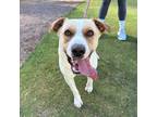 Adopt 55405945 a White Border Terrier / Mixed dog in El Paso, TX (40852523)