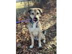 Adopt Ziggy a Shepherd (Unknown Type) / Mixed Breed (Medium) / Mixed dog in
