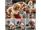 Adopt Maizie a White - with Red, Golden, Orange or Chestnut Cavalier King