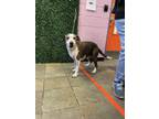 Adopt Canela a Brown/Chocolate Labrador Retriever / Mixed dog in El Paso