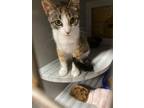 Adopt SAPPHIRE a Calico or Dilute Calico Domestic Shorthair / Mixed (short coat)